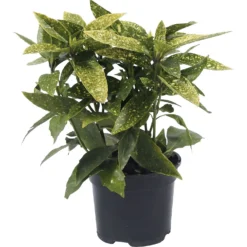 Aucuba Japonica Variegata 17cm -GreenScape Sales Store 13133364 1604941778929999