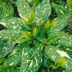 Aucuba Japonica Variegata 17cm -GreenScape Sales Store 13133364 1774941778868451