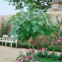 Fig Ficus Carica 5L Standard 130-150cm