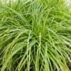 Grass Carex 14 Cm -GreenScape Sales Store 13218552 3904886533917690