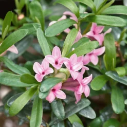 Daphne Fragrance Mix 15cm