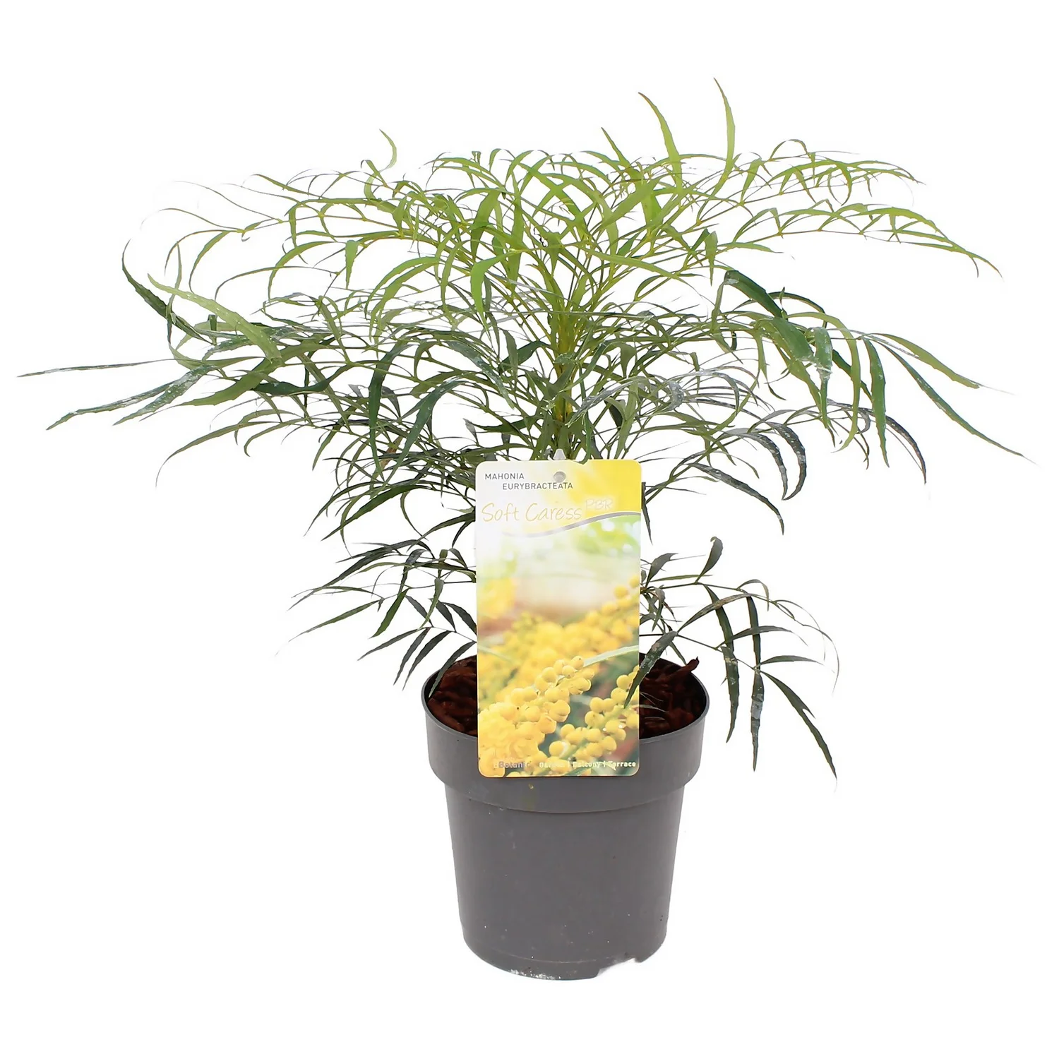 Mahonia Soft Caress 15cm 3 Mahonia Soft Caress 15cm