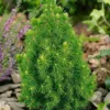 Picea Glauca Conica 23cm 70-80cm 2 Picea Glauca Conica 23cm 70-80cm -GreenScape Sales Store 13227123 5554893277519743