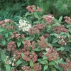 Viburnum Tinus 17cm Std 50-60cm -GreenScape Sales Store 13227124 1994893278663199