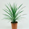 Cordyline Australis Verde 17cm