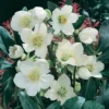 Helleborus Niger Christmas Carol 6 Pack -GreenScape Sales Store 13295658 1185000394407403