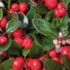 Gaultheria Procumbens Big Berry 6 Pack -GreenScape Sales Store 13295660 1255030719530720