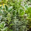 Shrub Evergreen Mix 11cm Autumn -GreenScape Sales Store 13338921 7794993053557448