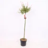 Salix Integra Flamingo 21cm STD -GreenScape Sales Store 13338937 1455058463273647