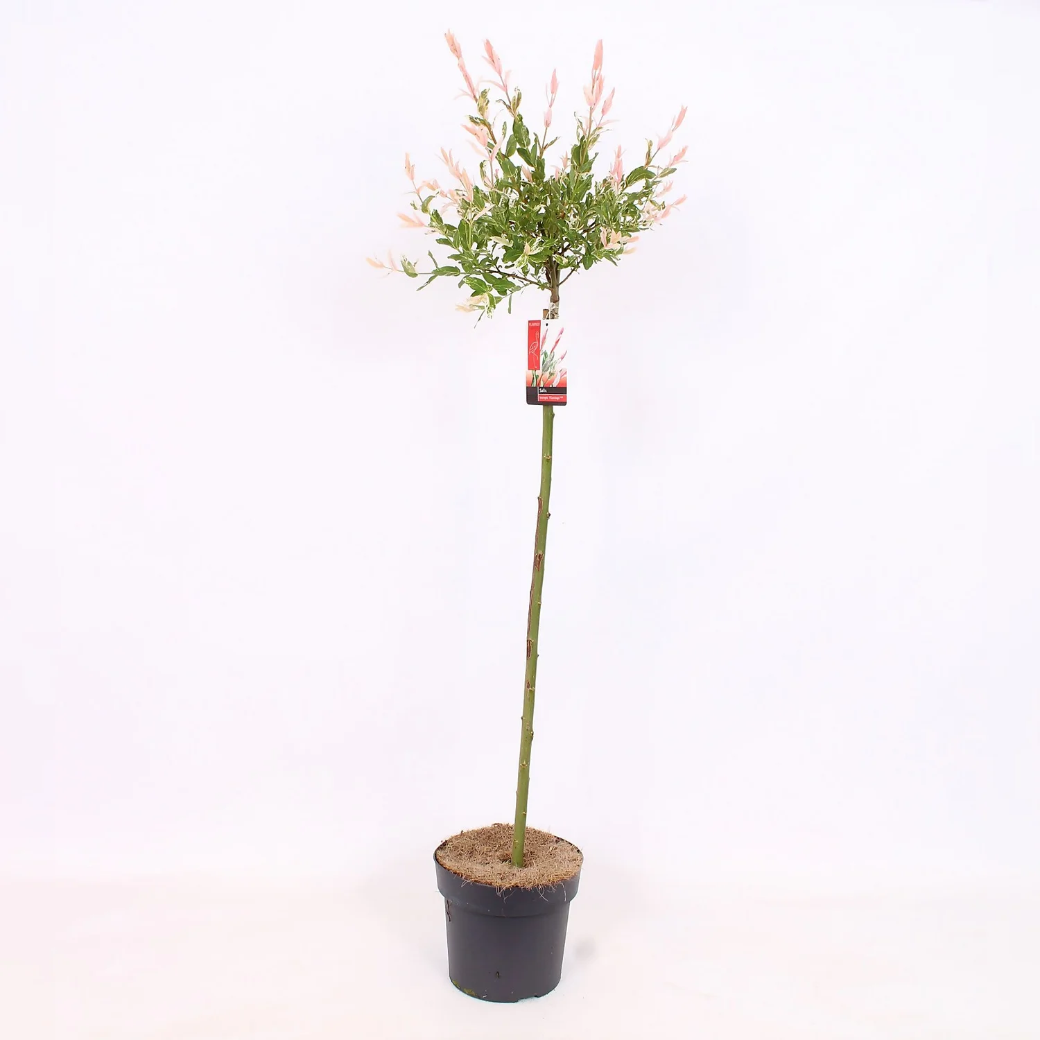 Salix Integra Flamingo 21cm STD 3 Salix Integra Flamingo 21cm STD