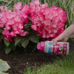 Westland Ericaceous Granular Plant Food 900g 7 Westland Ericaceous Granular Plant Food 900g -GreenScape Sales Store 13411839 1274971590758911