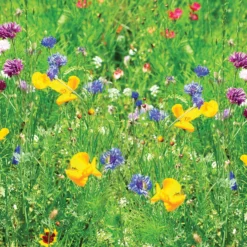 Westland Lawn Meadow Mix - 40m² -GreenScape Sales Store 13426305 1764927596917787