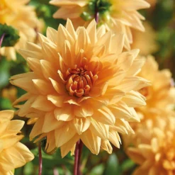 None Decorative Dahlia Noordwijks Glorie Flower Bulbs -GreenScape Sales Store 13436276 1615022410701665