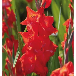 None Gladioli Kir Royal Flower Bulbs -GreenScape Sales Store 13436278 1145022421494144