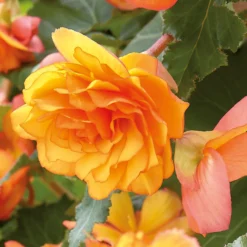 None Hanging Begonia Sunray Flower Bulbs -GreenScape Sales Store 13436280 8945022410694306