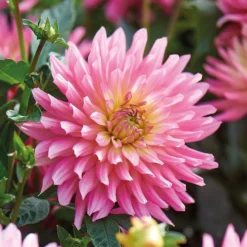 None Decorative Dahlia Extase Flower Bulbs -GreenScape Sales Store 13436283 1615022410698833