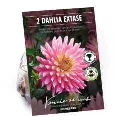 None Decorative Dahlia Extase Flower Bulbs