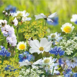None Seed Mixture Of Blue, Yellow And White Flowers -GreenScape Sales Store 13436284 5255022448178739