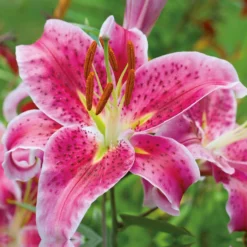 None Oriental Lily Stargazer Flower Bulbs -GreenScape Sales Store 13436287 1705022421675944