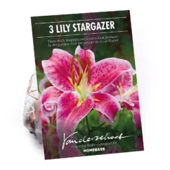 None Oriental Lily Stargazer Flower Bulbs