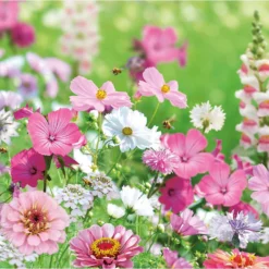 None Seed Mixture Of Pink And White Flowers -GreenScape Sales Store 13436288 3855022448394652