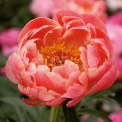 None Peony Lactiflora Coral Sunset Flower Bulb -GreenScape Sales Store 13436289 2535022448150857