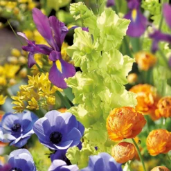 None Summer Shades Flower Bulb Collection -GreenScape Sales Store 13436292 1925022448267278