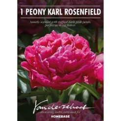 Peony Karl Rosenfield Flower Bulb 6 Peony Karl Rosenfield Flower Bulb -GreenScape Sales Store 13436298 1345022447972357