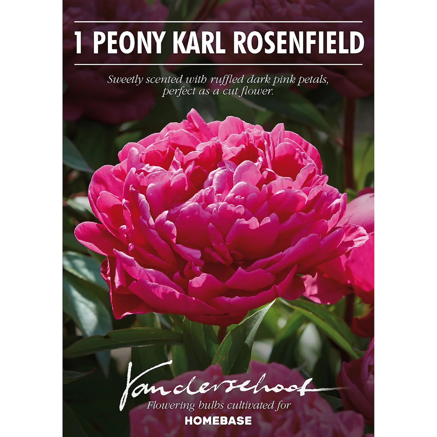 Peony Karl Rosenfield Flower Bulb 4 Peony Karl Rosenfield Flower Bulb - Image 2