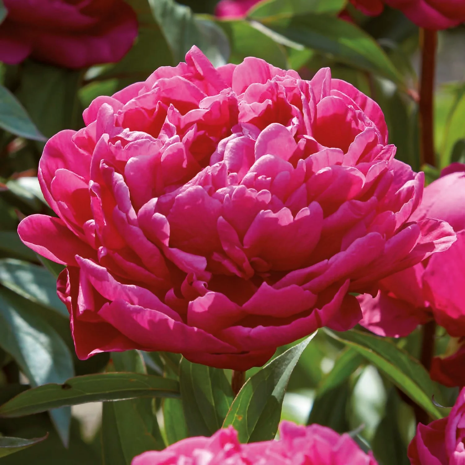 Peony Karl Rosenfield Flower Bulb 5 Peony Karl Rosenfield Flower Bulb - Image 3