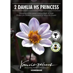 Dahlia HR Princess Flower Bulbs 6 Dahlia HR Princess Flower Bulbs -GreenScape Sales Store 13436302 1605022447936477