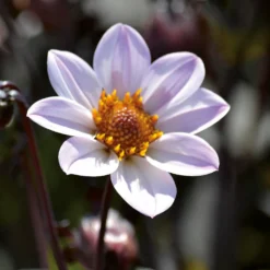 Dahlia HR Princess Flower Bulbs 7 Dahlia HR Princess Flower Bulbs -GreenScape Sales Store 13436302 1855022447978969