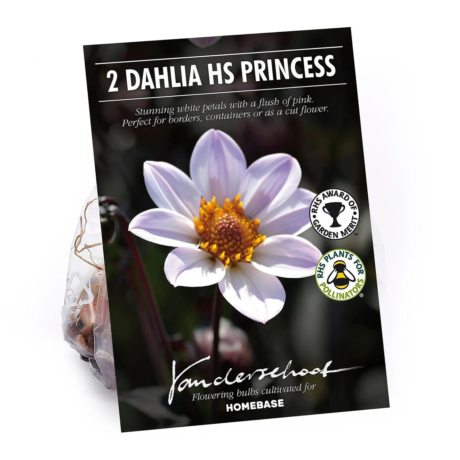 Dahlia HR Princess Flower Bulbs 3 Dahlia HR Princess Flower Bulbs