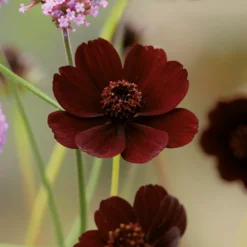 Chocolate Cosmos Flower Bulb -GreenScape Sales Store 13436305 1615022448208601