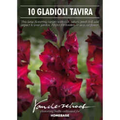 Gladioli Tavira Flower Bulbs -GreenScape Sales Store 13436306 8625022447972195