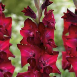Gladioli Tavira Flower Bulbs -GreenScape Sales Store 13436306 9655022448034649