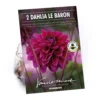 Dahlia Le Baron Flower Bulbs -GreenScape Sales Store 13436310 1645022448117104