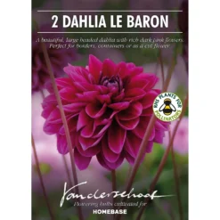 Dahlia Le Baron Flower Bulbs -GreenScape Sales Store 13436310 1655022448200078