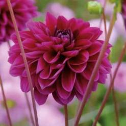 Dahlia Le Baron Flower Bulbs -GreenScape Sales Store 13436310 8565022448272576