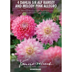 Dahlia Sir Ralph Ramsey And Melody Pink Allegro Flower Bulbs -GreenScape Sales Store 13436312 1095022448242696