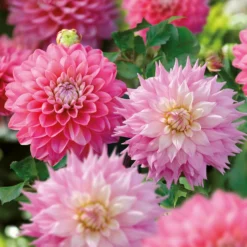 Dahlia Sir Ralph Ramsey And Melody Pink Allegro Flower Bulbs -GreenScape Sales Store 13436312 5465022448295469