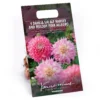 Dahlia Sir Ralph Ramsey And Melody Pink Allegro Flower Bulbs -GreenScape Sales Store 13436312 5565022448169001