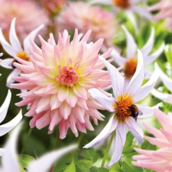 Dahlia Melody Gipsy And Honka Fragile Flower Bulbs 7 Dahlia Melody Gipsy And Honka Fragile Flower Bulbs -GreenScape Sales Store 13436315 1535022448022070