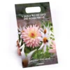 Dahlia Melody Gipsy And Honka Fragile Flower Bulbs -GreenScape Sales Store 13436315 2025022447875778