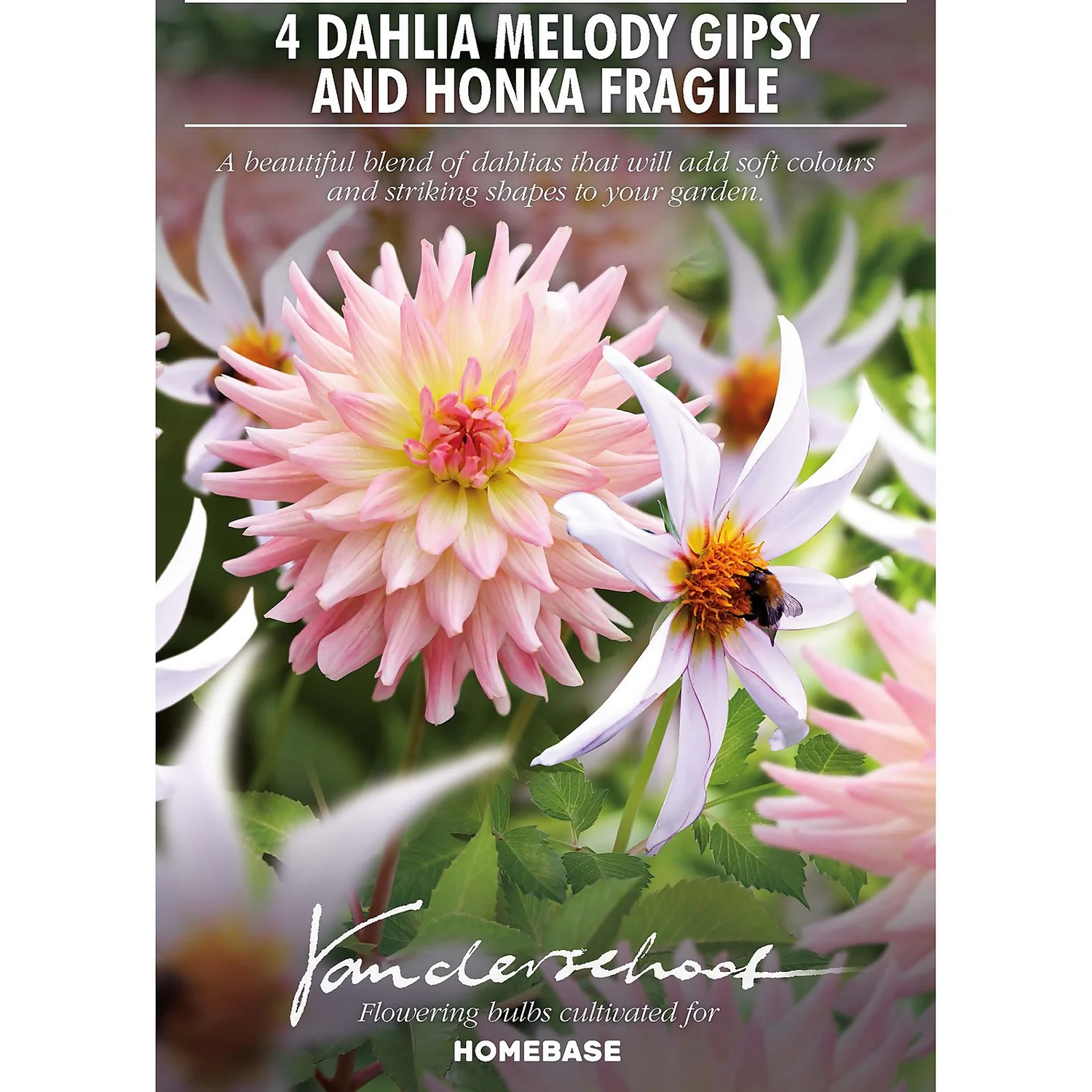 Dahlia Melody Gipsy And Honka Fragile Flower Bulbs 4 Dahlia Melody Gipsy And Honka Fragile Flower Bulbs - Image 2