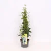 Trachelospermum Jasminoides White Wings 19cm 4-Cane 60cm -GreenScape Sales Store 13451046 4165047258907814