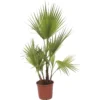 Washingtonia Robusta Palm 22cm 2 Washingtonia Robusta Palm 22cm -GreenScape Sales Store 13451053 1195031762137067