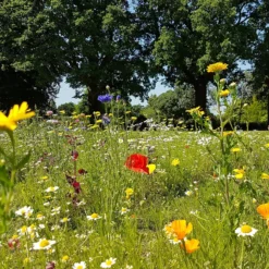 Empathy Mini Meadow Seeds 3 Sq.m -GreenScape Sales Store 13478323 2054929068906490