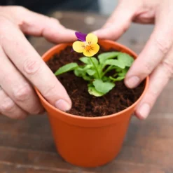 Coco & Coir Coco Grow+ Seed & Cutting Compost + 20% Perlite - 15L 8 Coco & Coir Coco Grow+ Seed & Cutting Compost + 20% Perlite - 15L -GreenScape Sales Store 13487127 4074919980845315