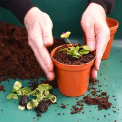 Coco & Coir Coco Boost All Purpose Compost With Added Nutrients - 15L 8 Coco & Coir Coco Boost All Purpose Compost With Added Nutrients - 15L -GreenScape Sales Store 13487131 4394919981240271